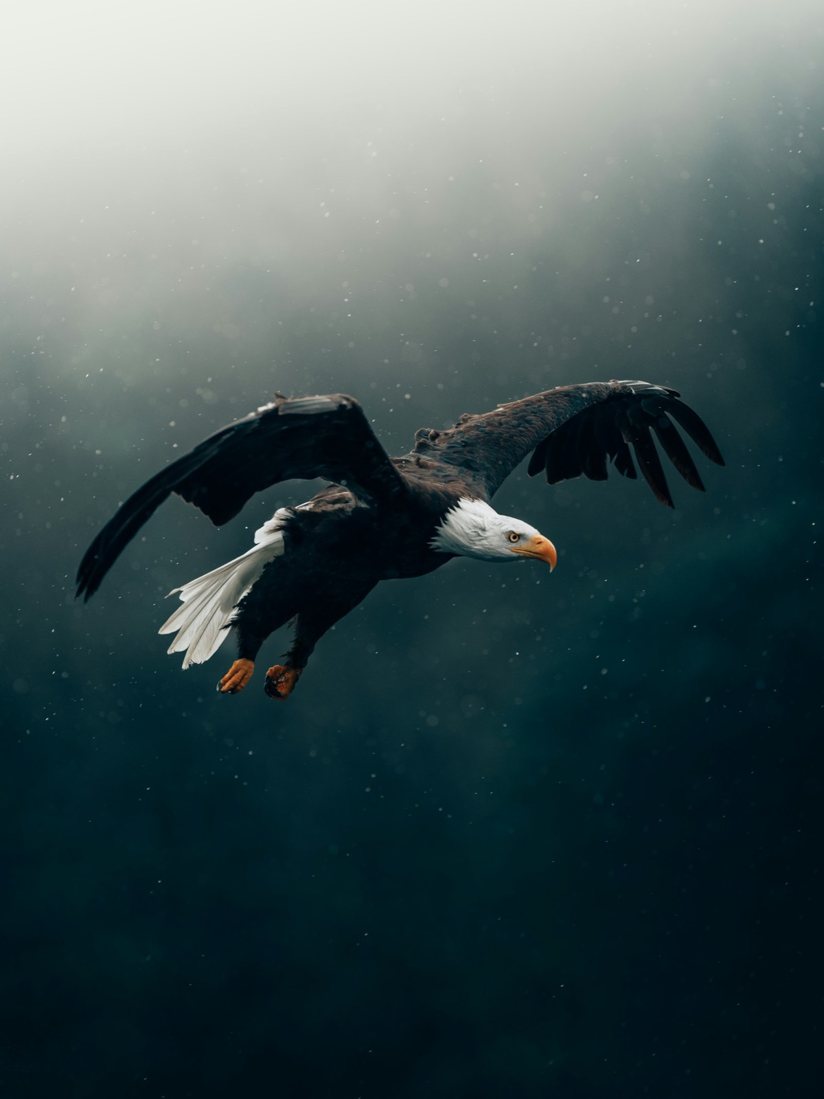 A bald eagle in flight against a dark misty background (placeholder photo)