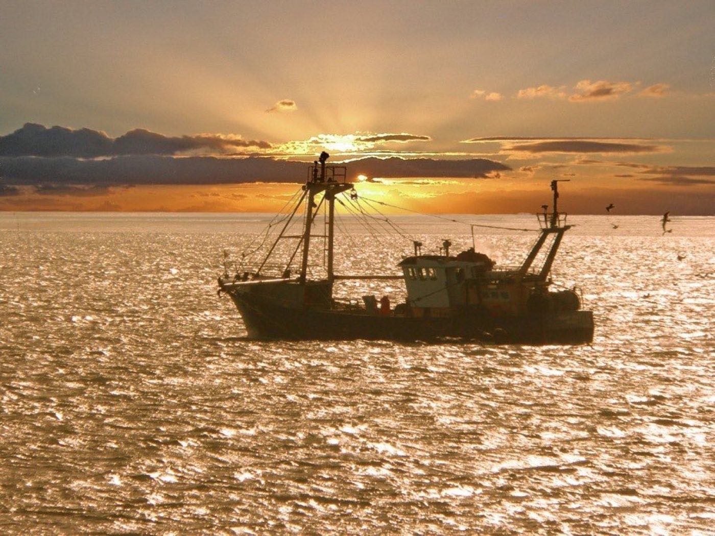 A working boat on glittering water at sunset with gulls overhead (placeholder photo)