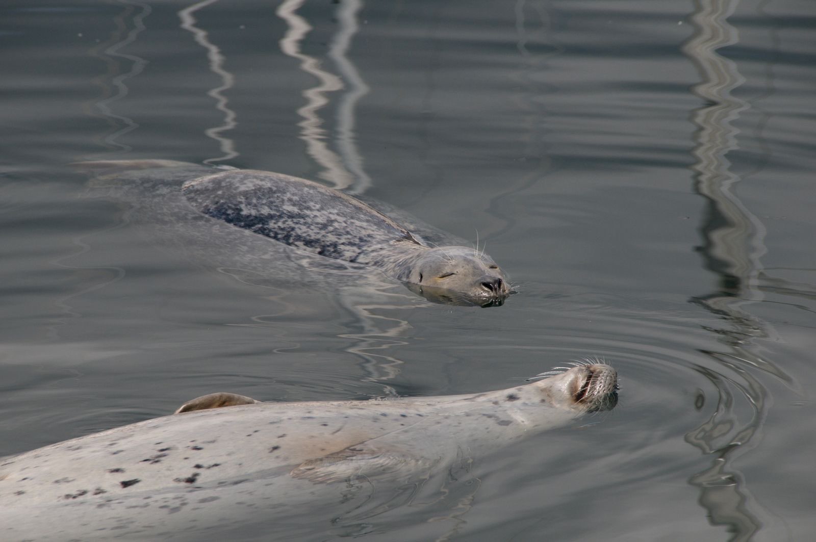 Two harbour seals floating at the surface of calm water (placeholder photo)